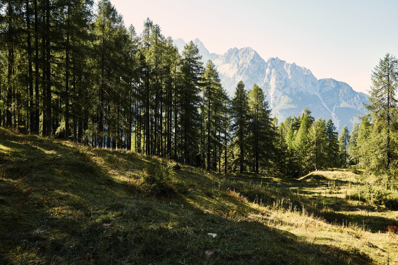 Paisaje de bosques y montañas