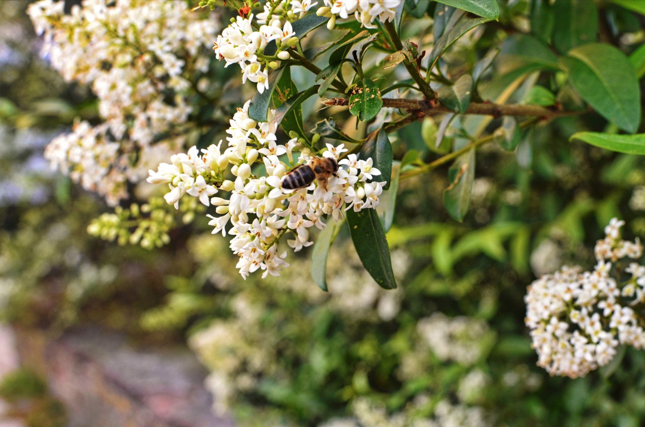 Plantas de jardín de flores blancas con abejas