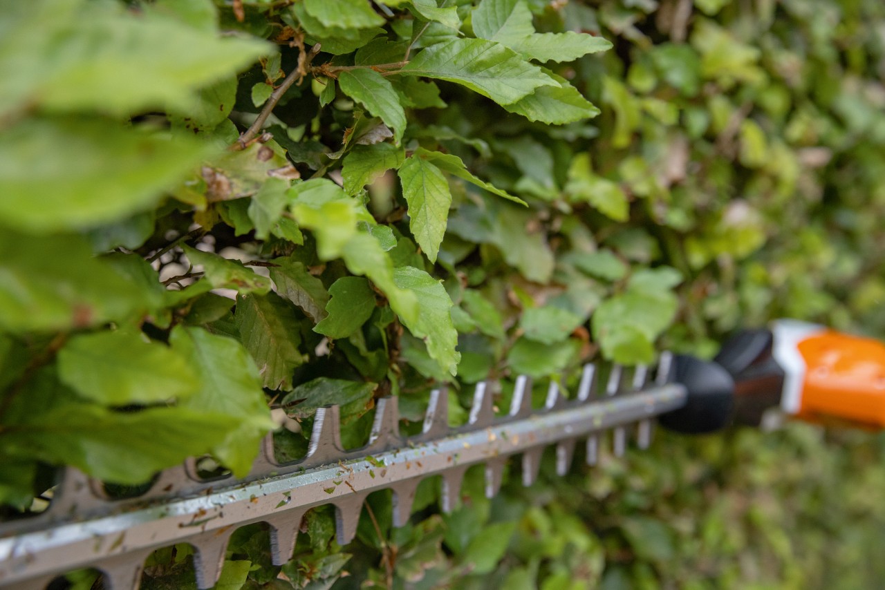 Primer plano de cómo se corta un seto con un cortaseto de altura STIHL