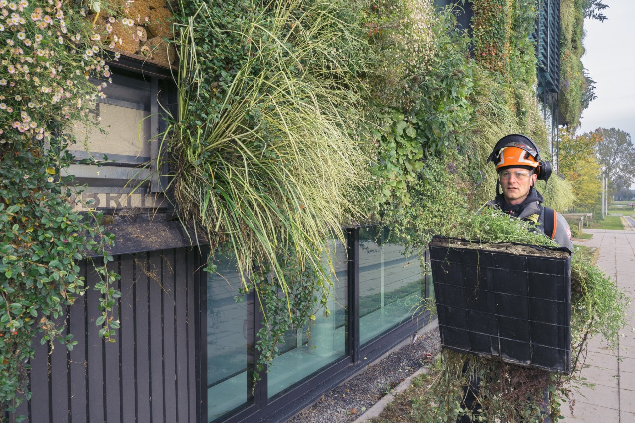 Un hombre con casco de seguridad transporta una maceta para renovar la vegetación de un edificio