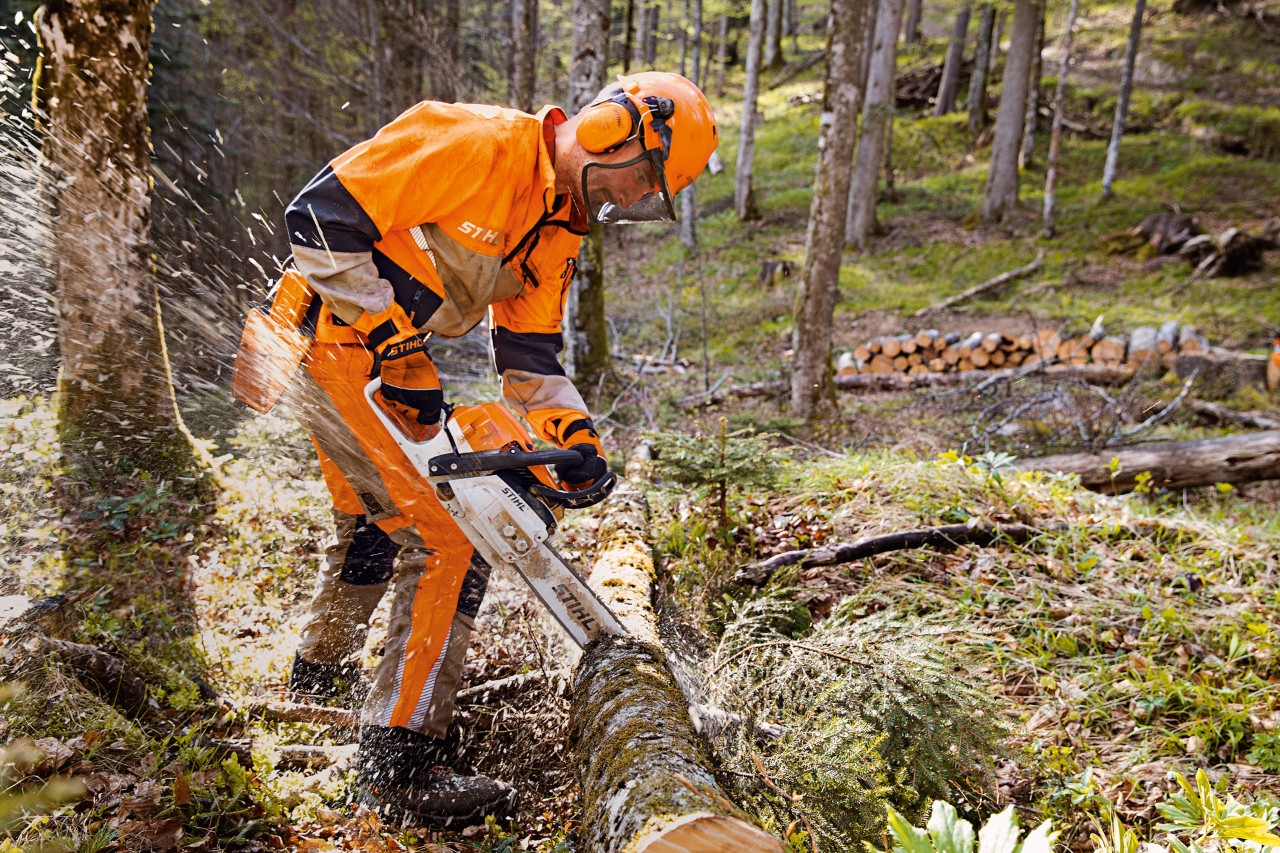 Un trabajador forestal con ropa de protección STIHL y pantalones Dynamic Vent (clase de protección anticorte 1) corta un árbol en el bosque con una motosierra STIHL