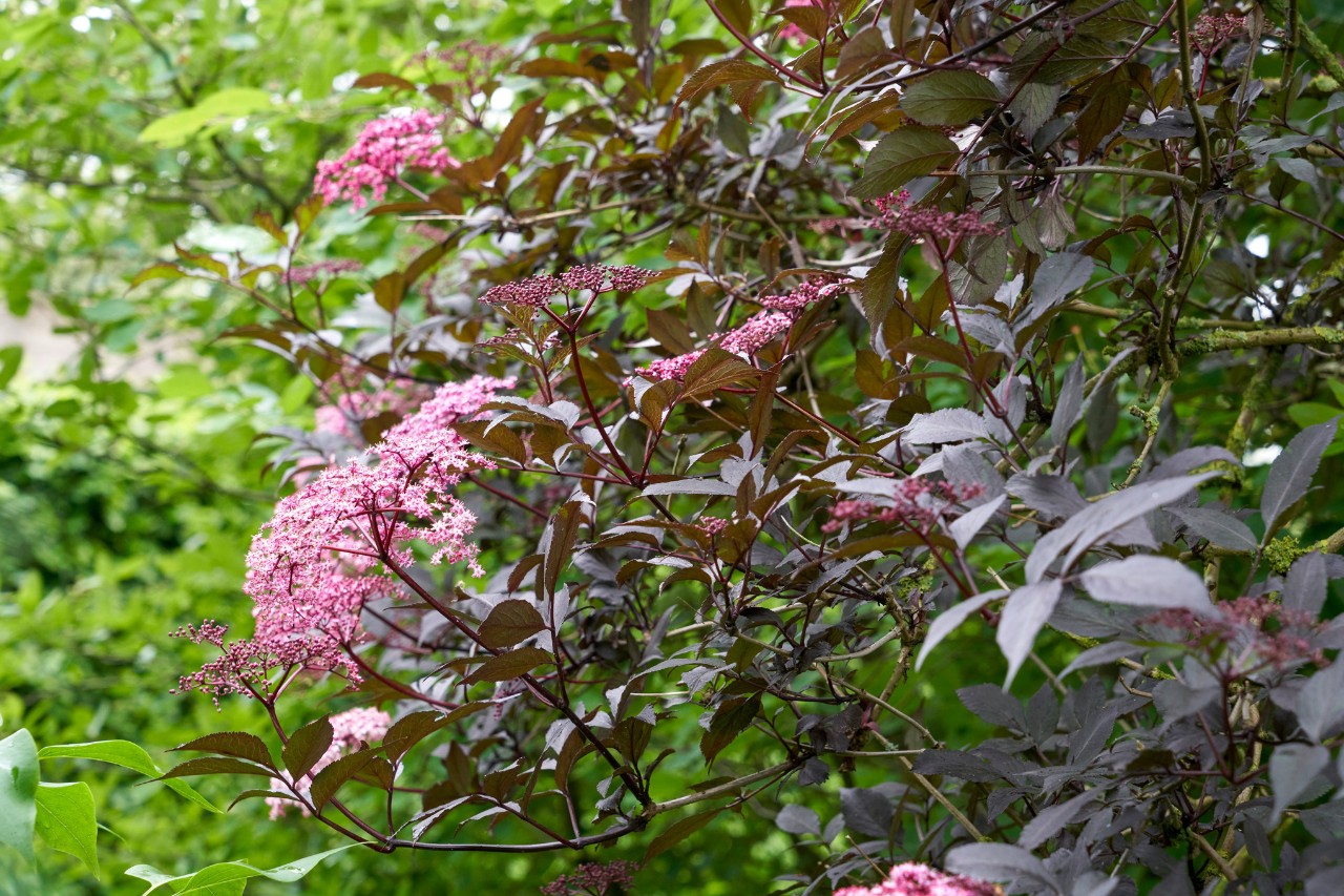 Saúco negro en un jardín